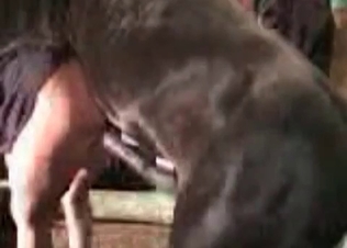 Doggystyle action for a horse