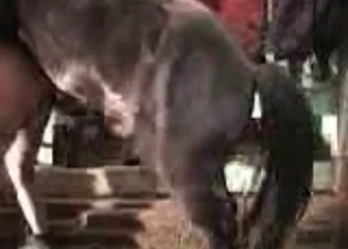 Doggystyle action for a horse
