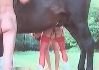 Horse loving all this anal sex