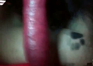 Dog dick being blown