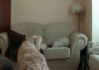 Amazing dog fucking her anally