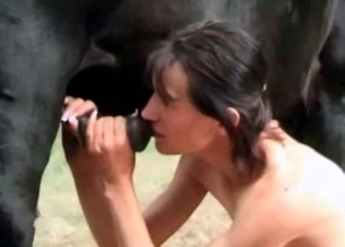 Horse gets its dick sucked