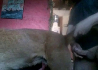 Horny dog fucked by its owner