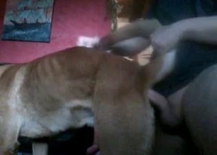 Horny dog fucked by its owner