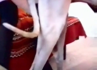Blonde seductress fucking her pet