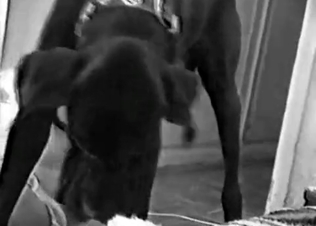 Slutty chick taking that dog dick