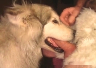 Dick being sucked by a crafty dog