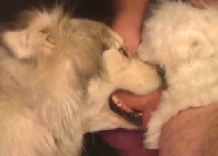 Dick being sucked by a crafty dog