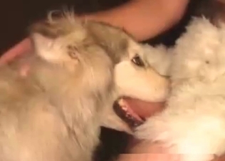 Dick being sucked by a crafty dog