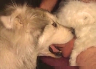 Dick being sucked by a crafty dog