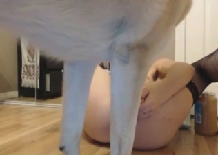 Kinky amateur slut licked by a dog