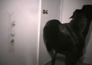 Skillful blowjob from a Doberman