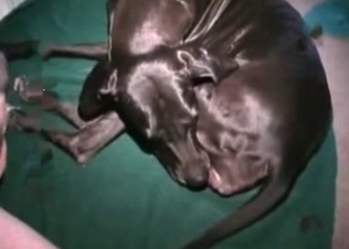 Skillful blowjob from a Doberman