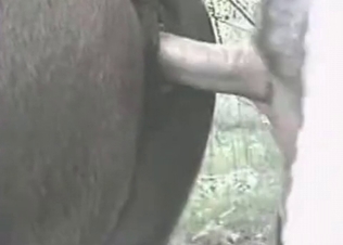Slutty animal and a big thick dick