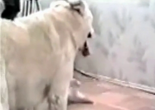 Dog fucking this blonde slut