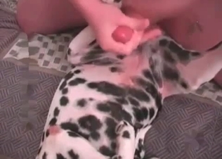 Dog’s tight asshole getting stretched