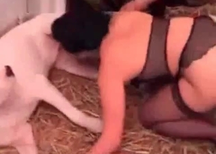 Two sluts fucking a dog