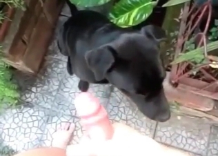 Cumshot for a horny dog