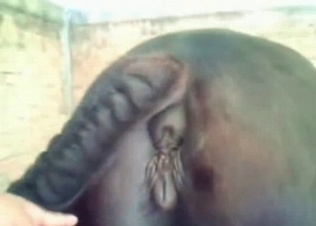 Anal pounding for a black horse