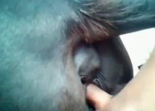 Anal pounding for a black horse