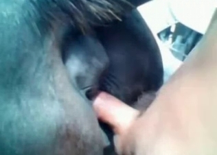 Anal pounding for a black horse