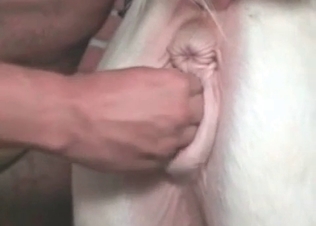 Fucking this animal in its asshole