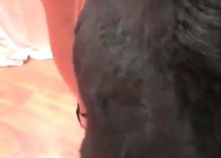 Black dog fucking like crazy