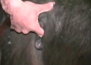 Animalistic action with a tiny pony