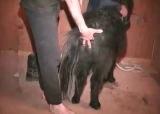 Animalistic action with a tiny pony