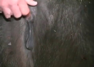Animalistic action with a tiny pony