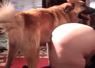 Retriever fucking this milf