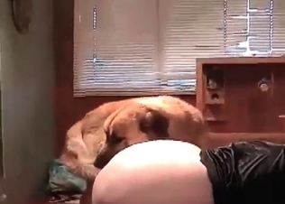 Retriever fucking this milf