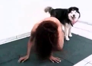 Husky fucking like a pro