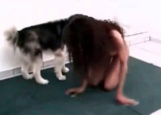 Husky fucking like a pro