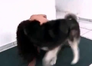 Husky fucking like a pro