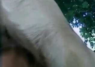 Moist little hole stretched by a dog
