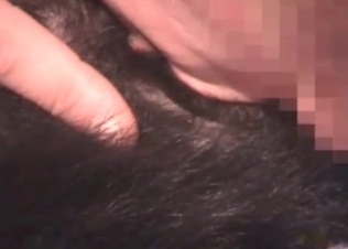 Juicy boner sucked by a dog
