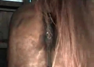 Incredible stallion banging ass