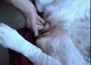Finger blasting this tight animal asshole