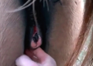 Close up shots of mustang getting fucked