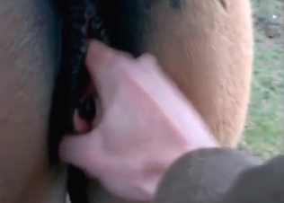 Close up shots of mustang getting fucked