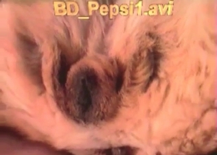 Tiny dick licked by a shepherd