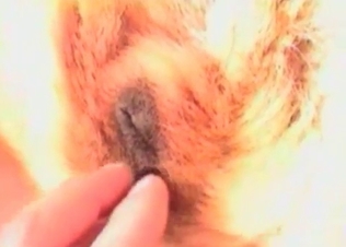 Tiny dick licked by a shepherd