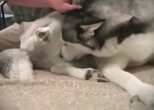 HQ vid with a small husky