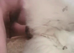 HQ vid with a small husky