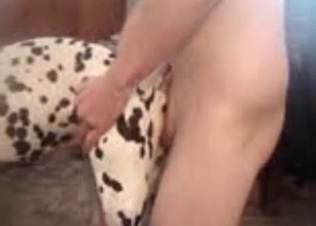 Ass pounding for a Dalmatian