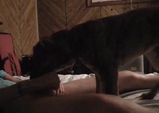 Horny puppy railed