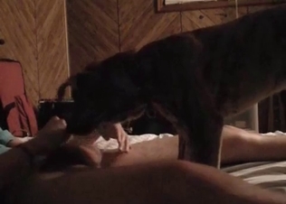 Horny puppy railed