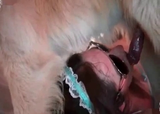 Tight slit licked by a dog