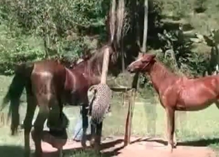 Dirty bitches fucking two horses